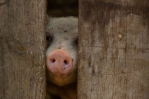 年末年始にマッチングアプリを活用するための効果的な方法は？