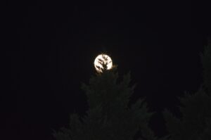 冬限定キャンペーンで料金が安いアプリはどれですか？