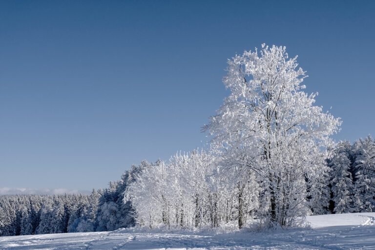 冬の雪の日におすすめのデート提案は？