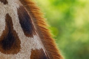 年末までに彼女を作るためのコツとおすすめアプリは？