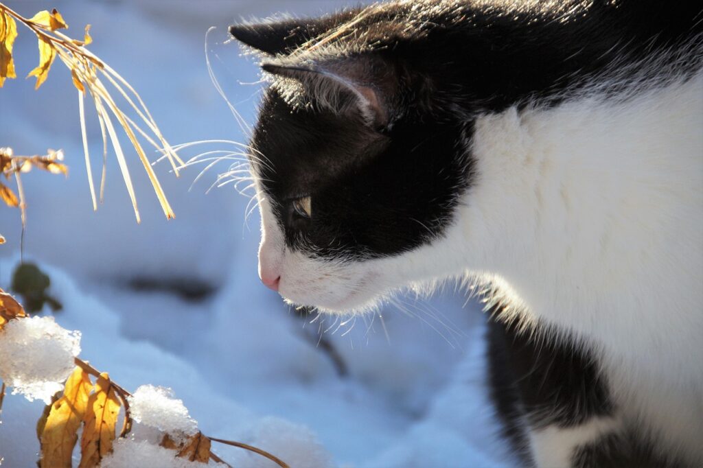 冬に最適なSNSプロフィールの内容は？