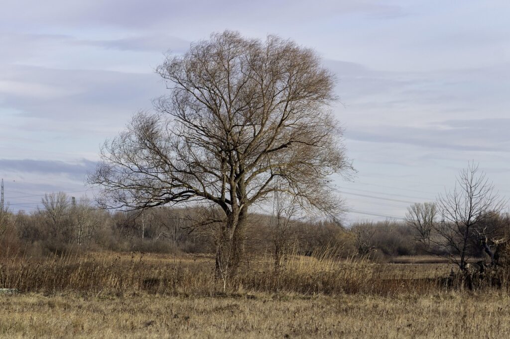 冬に心が寂しいと感じる時の対処法は？