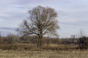 冬に心が寂しいと感じる時の対処法は？