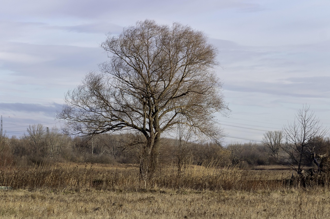 冬に心が寂しいと感じる時の対処法は？